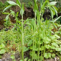 Garden Solomon's Seal